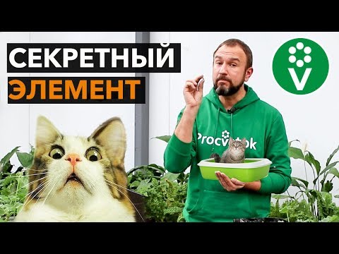 Видео: Для чего используется корень Иоанна Завоевателя?