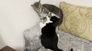 Cat Interrupts Other Cat's Nap, He Gets Punished by Tom and Mimi 6,408 views 1 month ago 43 seconds