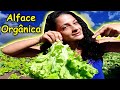 Como EMAGRECER Rápido Comendo Salada de Alface