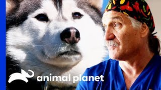 Vets Head into the Rockies to Examine and Treat 30 Rescue Dogs | Dr. Jeff: Rocky Mountain Vet Vets Head into the Rockies to Examine and Treat 30 Rescue Dogs | Dr. Jeff: Rocky Mountain Vet