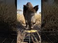 लालच का जाल – सावर गड्ढे में गिरा 🐗⚠️ #aivideo