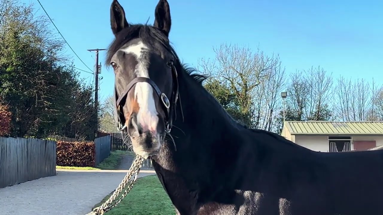 Pyledriver at Beeches Stud