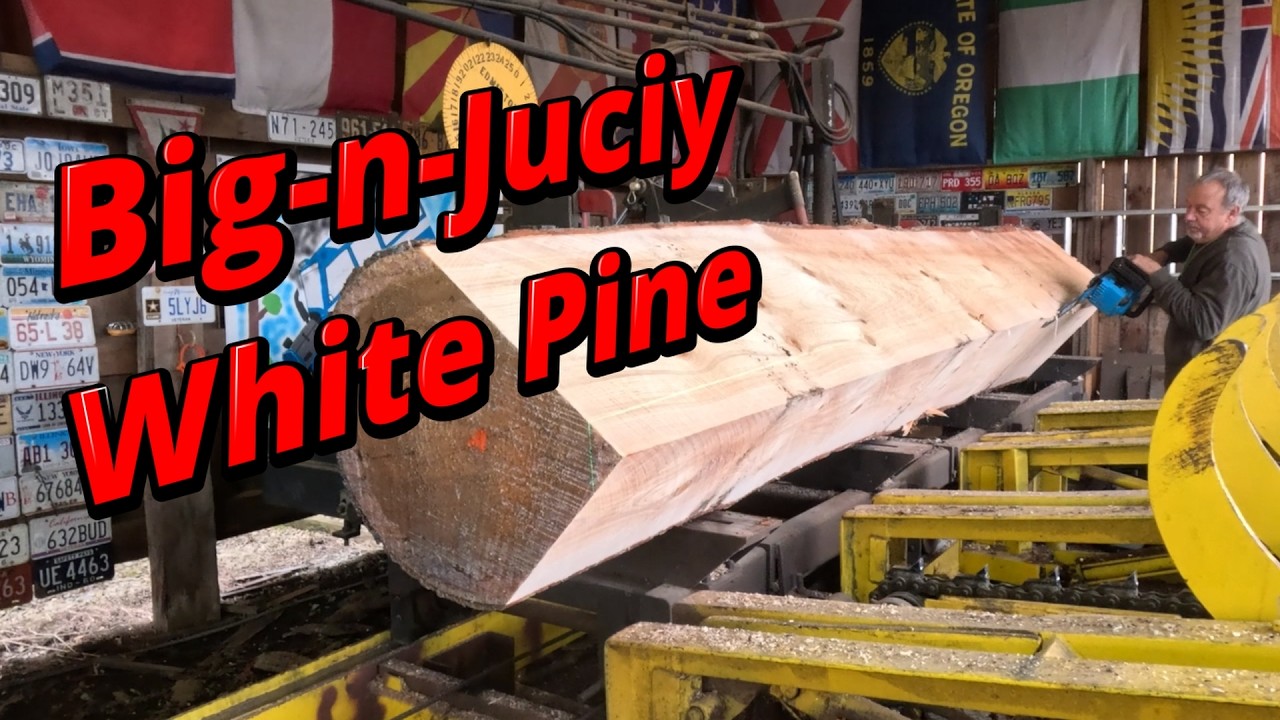A big juicy white pine log # 847