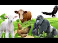 Khukhar gorilla animals united