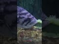 Inside the 3-Story Tank Where California's State Fish Thrives #aquarium #shorts