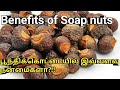 Benefits of Soap nuts/பூந்திக்கொட்டையில் இவ்வளவு நன்மைகளா/Soap nuts uses