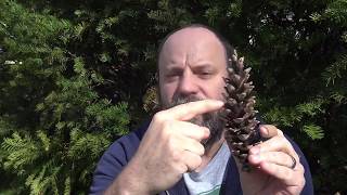 Answering Petra's Questions: Why do trees make pine cones?