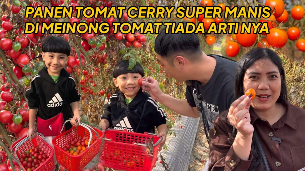 HARI IMLEK KE DUA KE MEINONG PANEN TOMAT CERRY SUPER MANIS