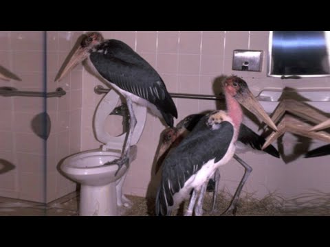 Images that need context without context (ft. JoCat)