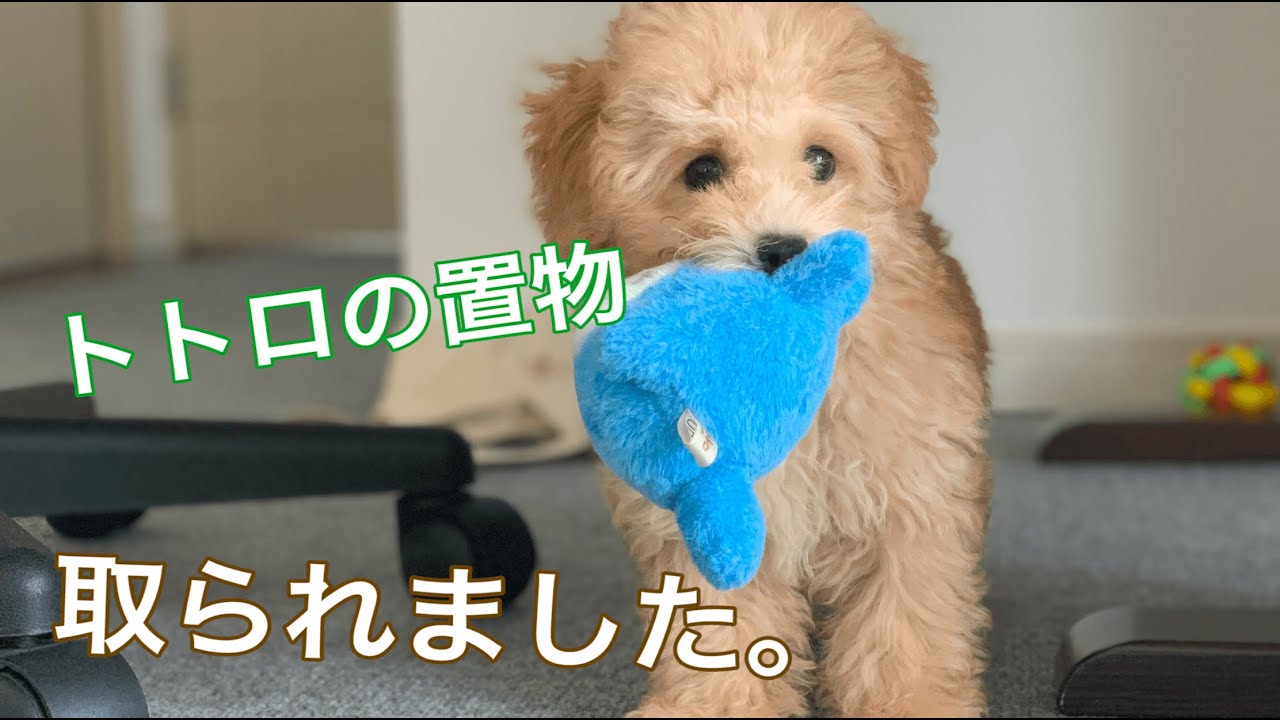 パパさんが大事にしていたトトロの置物を容赦なく噛む子犬 トイプードル Youtube