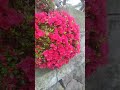 beautiful wedding bouquet #flowers