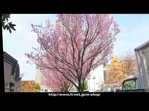 牛込見附跡の桜 2024年4月2日 令和6年 みんなのアルバム