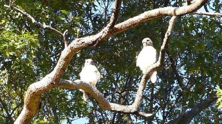 Oct 20, 2018 - Red-tailed hawks Mildred & Maxwell ...