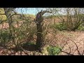 Gelt Woods , Woodland walks , April 2026