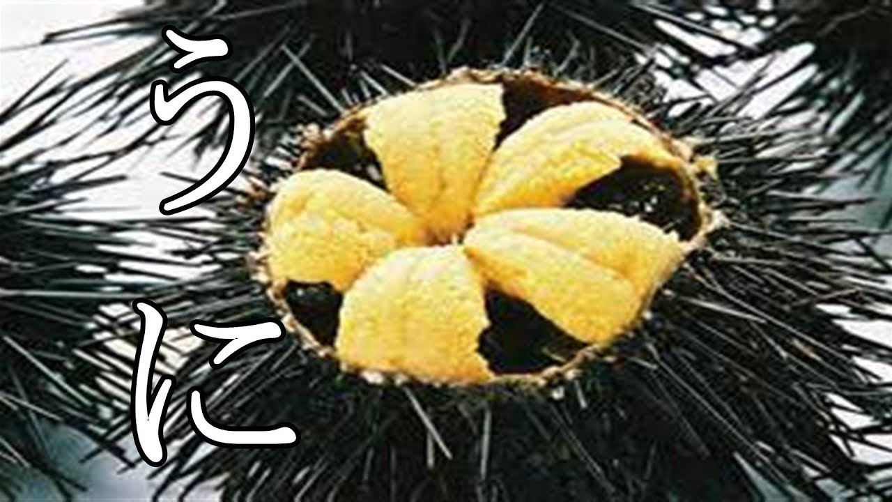 黄色い花！？剥きたてのウニが極上すぎる。【うにのさばき方