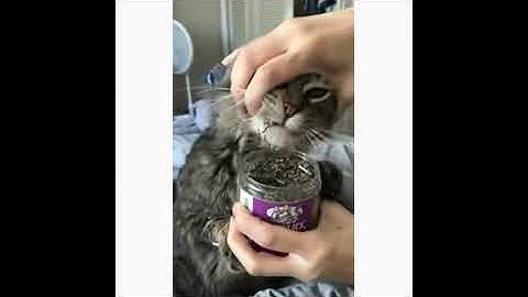 Cat Crack Organic Catnip   Self Control