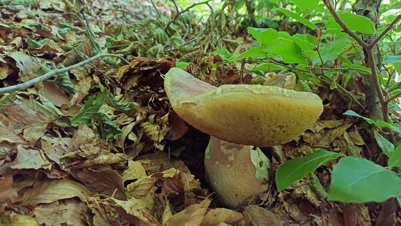 FUNGHI PORCINI LUGLIO 2025 - PARTENZA COL BOTTO 💣🍄‍🟫 - in collaborazione con @Natura Wild