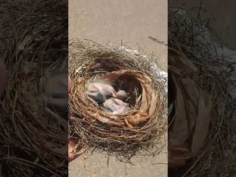 اجسام البغال و عقول العصافير