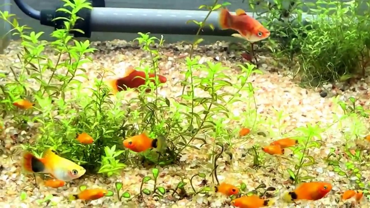 ミッキーマウスプラティの水槽 Youtube