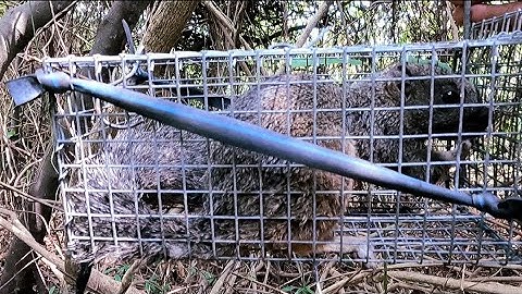 Hành Trình Nghề Bẩy Sóc Bông, Trúng Khủng Bầy Sóc Bông Cái, Được Đồng Nai