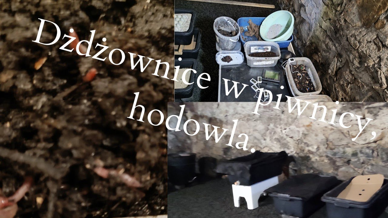 Zaczynam... na początek: 10 dżdżownic....???💥