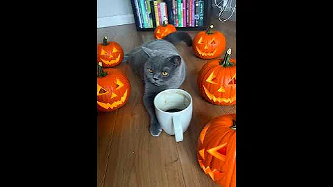 Watch the video about British shorthair cat and pumpkins