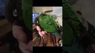 Some of Envy bird’s greatest hits!