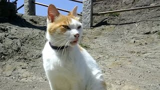 お土産屋さんの前にいた猫、ナデナデしたら喜んだ