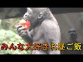 みんな楽しみ！お昼ご飯　上野動物園　ニシゴリラ　Gorillas really enjoy their lunch time. Ueno Zoo, Western Gorilla