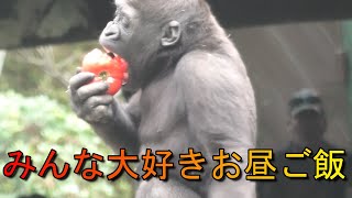 みんな楽しみ！お昼ご飯　上野動物園　ニシゴリラ　Gorillas really enjoy their lunch time. Ueno Zoo, Western Gorilla
