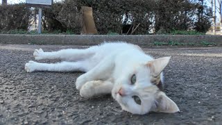 A light calico cat in the parking lot of a park rolls around cutely when you pet it