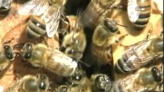 PARTS OF A BEEHIVE
