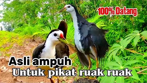 SUARA BURUNG RUAK-RUAK ASLI JERNIH TERBUKTI LANGSUNG DATANG 