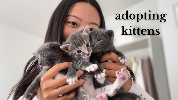 adopt 10 day old kittens 🐱 with us in nyc!