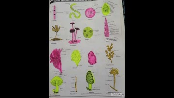 plants diversity: pictorial form of different types of plants algae, fungi