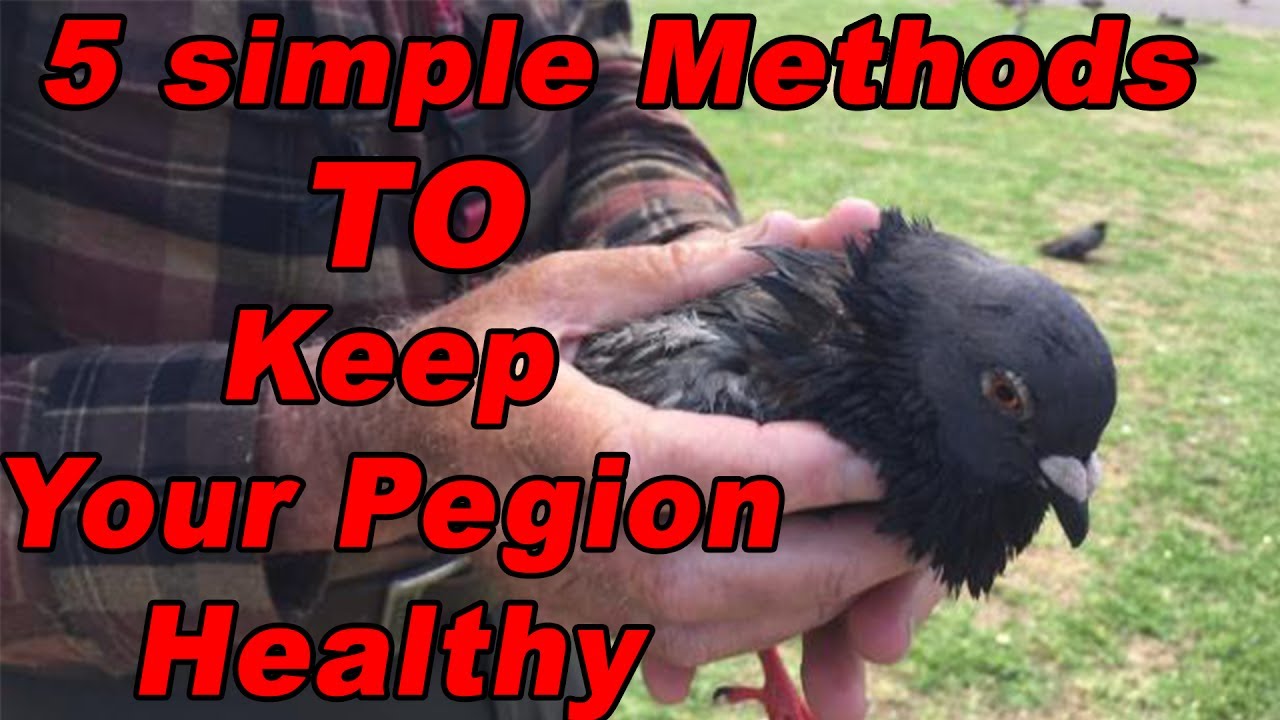How To Keep Pegion Healthy By Following Easy 5 Methods Youtube