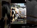 6 HP Survival Pic Per | Garena Free Fire #shorts