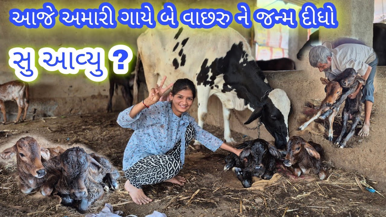 આજે અમારી ગાયે બે વાછરુ ને જન્મ દીધો 😃 #dk_life 