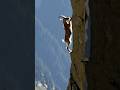 Mountain Goat: Jisko Koi Predator Pakad Hi Nahi Sakta! 🐐🧗