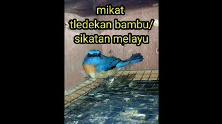 mikat tledekan pakai burung hantu