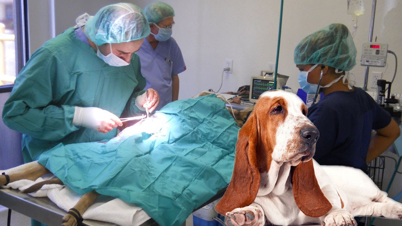 Dog Surgery Operating Stomach to take Stone - YouTube