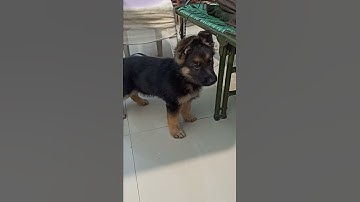 57 Days German Shepherd Puppy Barking