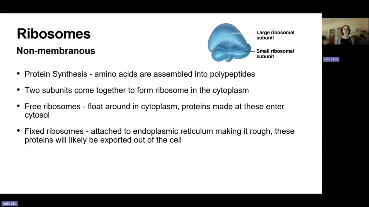 Cell Organelles - Chapter 3 (AP1)