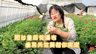 【海妈植物推荐】阳台皇后花瀑布，垂吊天竺帮你实现