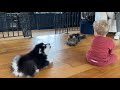 Puppy and cat chase laser toy together so funny