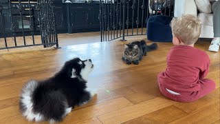 Puppy And Cat Chase Laser Toy Together! (So Funny!)