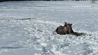 Watch: Young moose that fell through ice in Alaska gets rescued