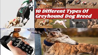 10 Different Types Of Greyhound Dog Breed