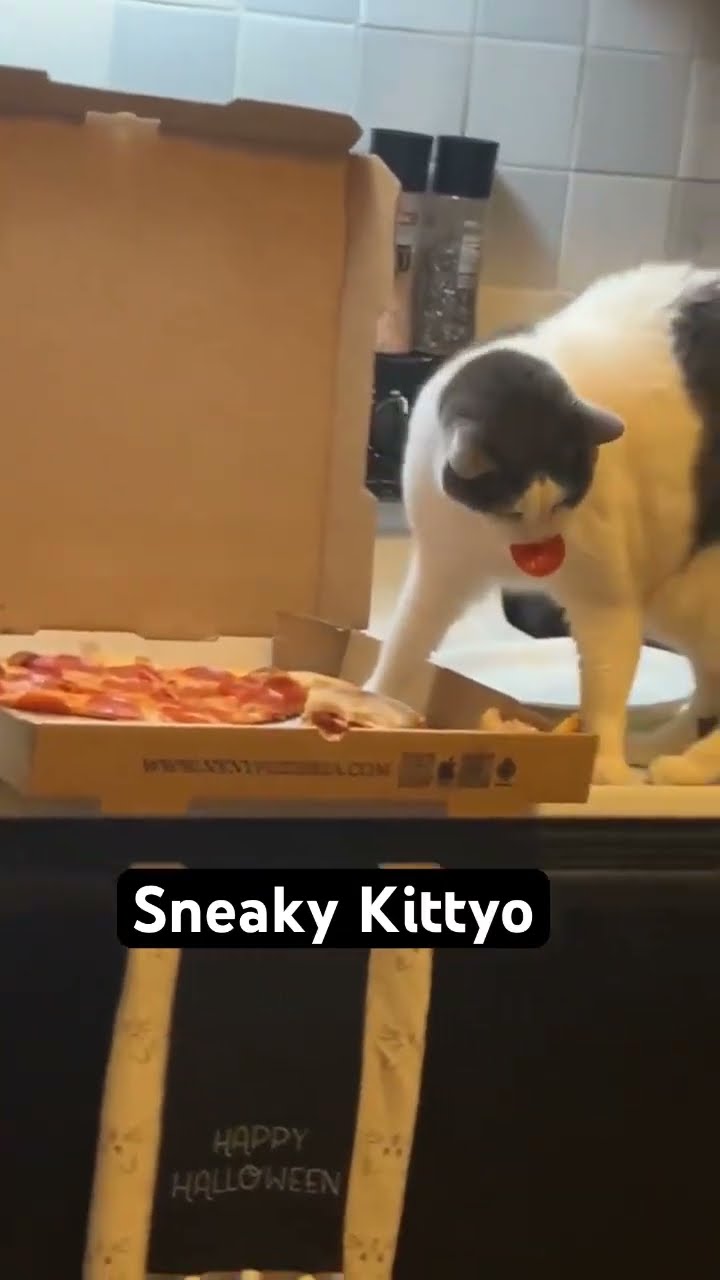 Kittyo is like I am very sneaky and will get away with this endeavor
