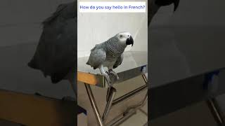 Funny  Did Parrot Rocky Says Bro Rock Say?  #africangrey #talkingparrot #cuteparrot #birds #pets